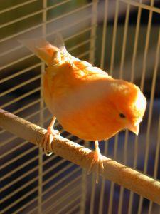 vogels zijn prachtige dieren