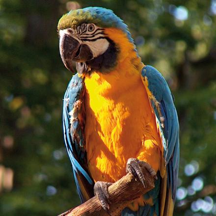 papagaai