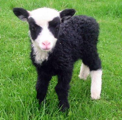 Mijn allerliefste lammetje <3 (I want it <3)