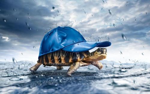 Een schildpad in de regen :)