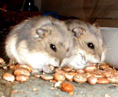 hamsters<3