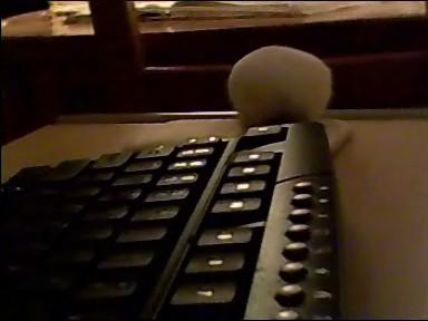 Mijn badass (hamster)