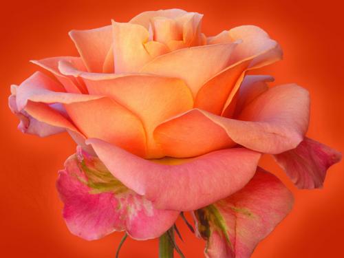 Orange Rose