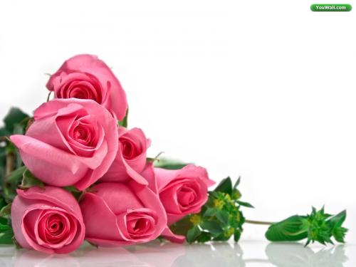 Pink Roses