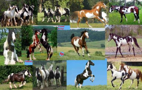 Tinkers en Paint horses