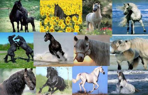 Friezen en Andalusiers