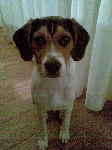 de liefste hond op aarduh