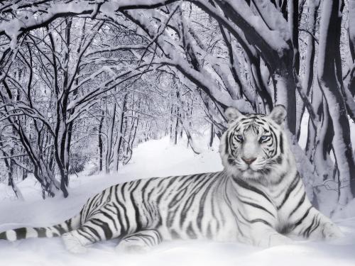White Tiger in Snow