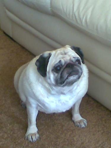 Dit is de hond van mijn oma. Een beetje dik, maar een hart van goud!