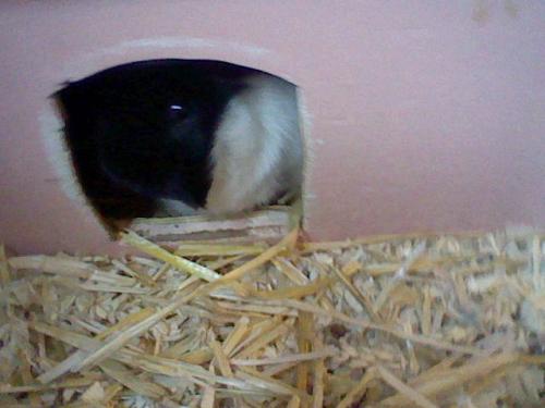 mijn cavia
