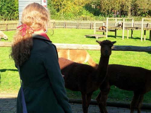 Ik bij de Lama's in Walibi World :3 (Lama's zijn leuk :3)