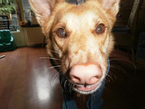 Mijn hond :D:D:D:D:D:D