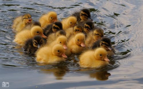 Little Duckies