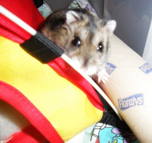 Mijn Hamster: Noemy (L)