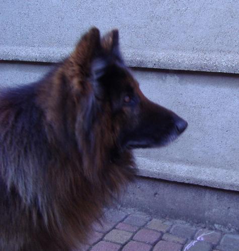 (oude) Loela R.I.P <3