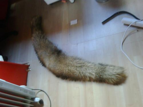 gok hoe lang die is ( weet het zelf ook niet )