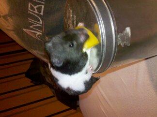 mijn hamster!