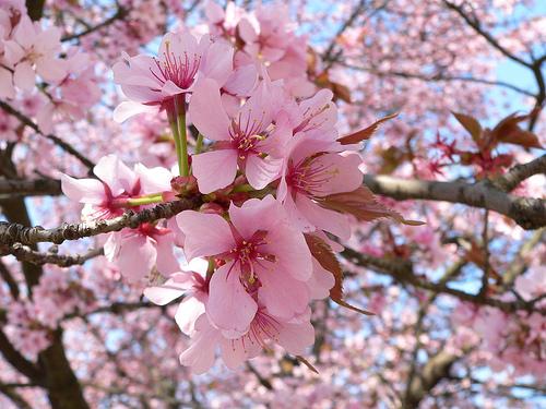 Dit vind ik echt de mooiste boom die er bestaat :de Japanse sierkers