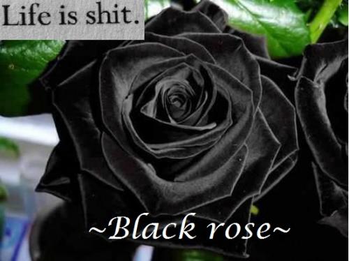 ~Black Rose~