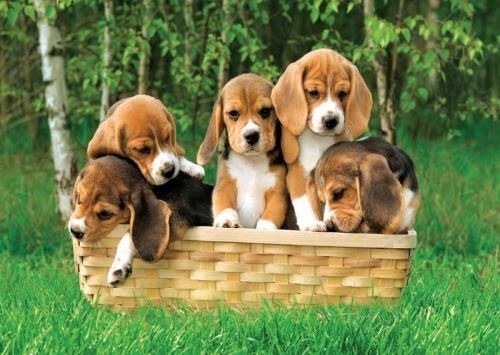 ik heb ook een beagle (die hondjes)