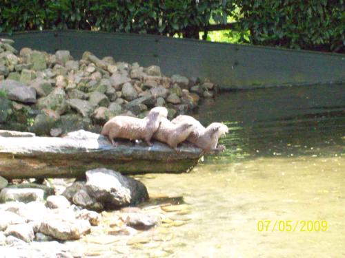 Schattige otters in dierentuin