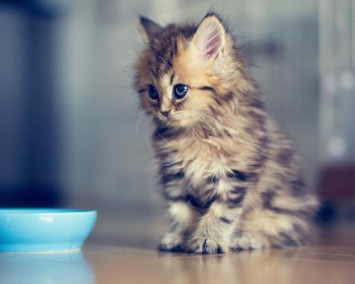i <3 kittens!
