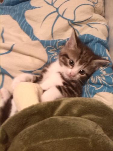 Minion met zijn schilpad knuffel xD