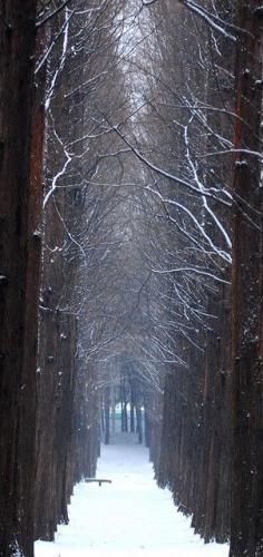 Forst deep, winter's sleep. Come Spring awake again!