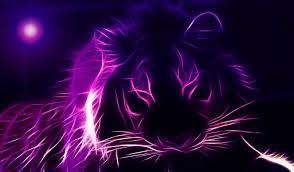 paars: lievelingskleur tijger: stoer en wild (mooi 8ergrond h�)