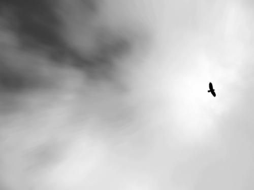 A bird flying in the sky