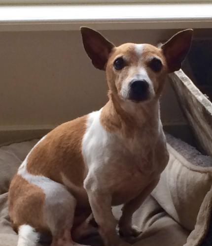 Een van mijn twee honden. Hij heet Mac. Hij is geestelijk een beetje beperkt en heeft ergens halverwege Oktober 2016 besloten dat hij mij toch mag. Jeey!