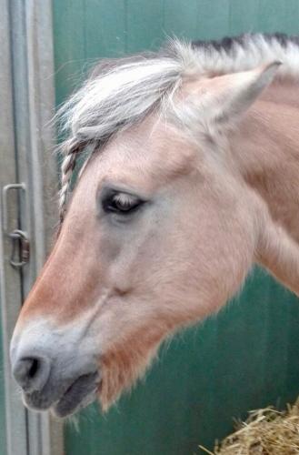 Mijn lievelingspaard op de manege - Norway - die om de een of andere rede altijd boos kijkt en er niets van meent.