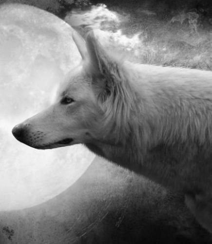 White wolf