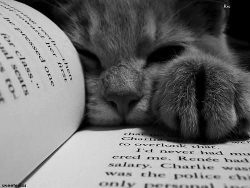 Cat Book Grey