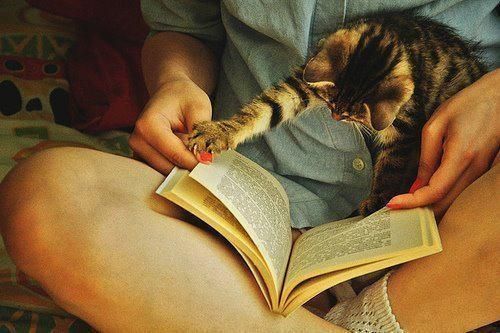 Cat Reading