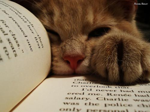Cat Book Color